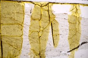 Plane Polarized, E38993