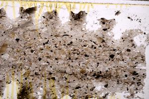 Plane Polarized, E39234