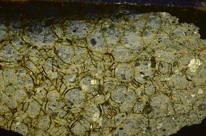 Cross Polarized, E39344