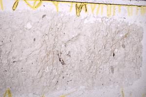 Plane Polarized, E39353