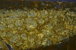 Cross Polarized, E39371