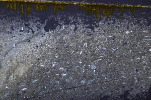 Cross Polarized, E39389