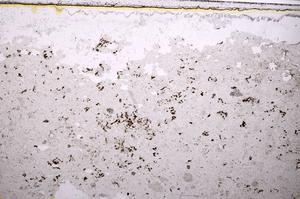 Plane Polarized, E39472