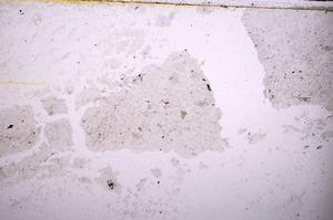 Plane Polarized, E39476