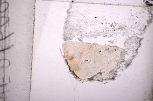 Plane Polarized, E39546