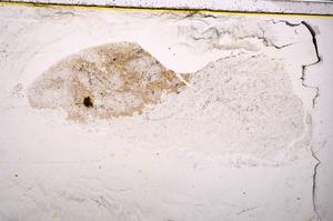 Plane Polarized, E39547/A