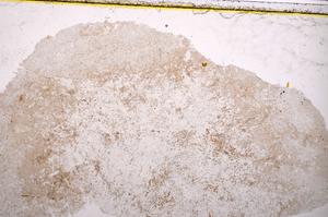 Plane Polarized, E39547/B