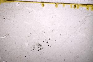 Plane Polarized, E39553