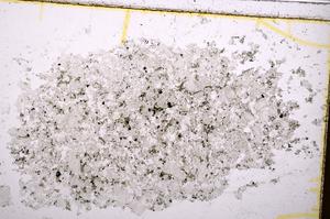 Plane Polarized, E39581