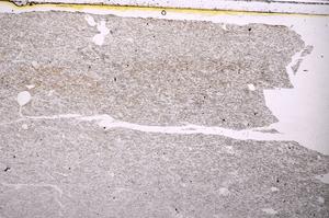 Plane Polarized, E39765