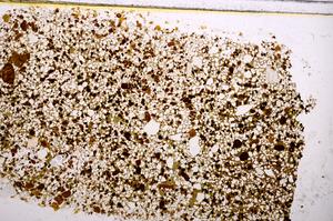 Plane Polarized, E40047