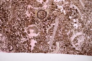 Plane Polarized, E40141