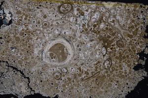 Cross Polarized, E40141/B