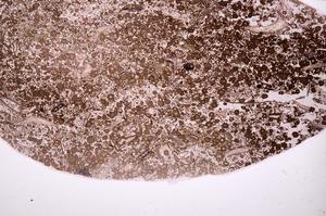 Plane Polarized, E40144