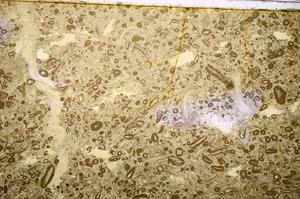 Plane Polarized, E40156/B