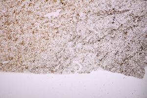 Plane Polarized, E40157