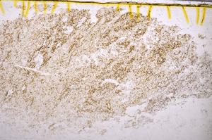 Plane Polarized, E40157/B