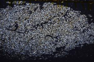 Cross Polarized, E40157/B