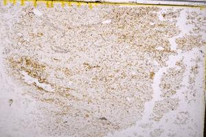 Plane Polarized, E40158/B