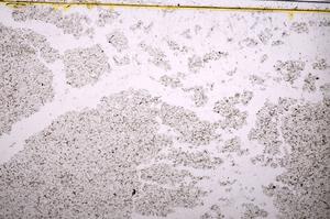 Plane Polarized, E40159/B