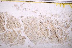 Plane Polarized, E40160/B