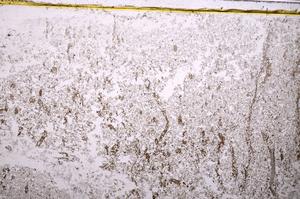 Plane Polarized, E40161/B