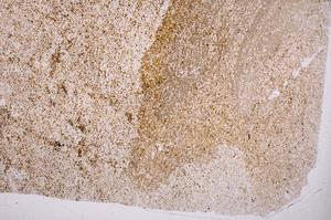 Plane Polarized, E40165