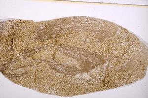 Plane Polarized, E40165/B