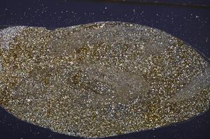 Cross Polarized, E40165/B