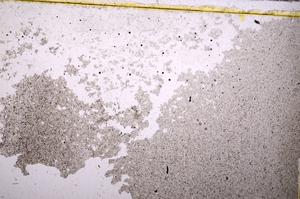 Plane Polarized, E40170