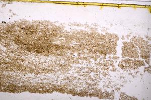 Plane Polarized, E40172