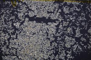 Cross Polarized, E40176