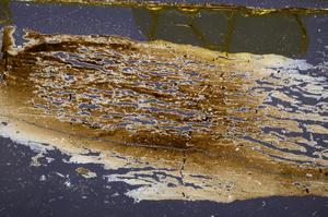 Cross Polarized, E40240