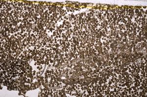 Plane Polarized, E40256