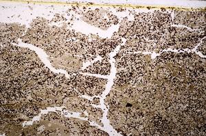 Plane Polarized, E40267