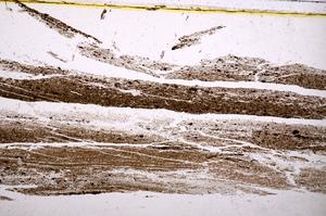 Plane Polarized, E40277/A