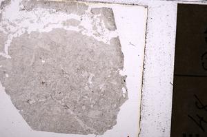 Plane Polarized, E40538