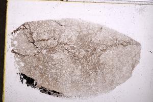 Plane Polarized, E40542