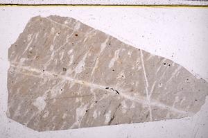 Plane Polarized, E40550