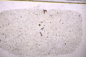 Plane Polarized, E40553