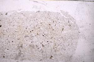 Plane Polarized, E40554