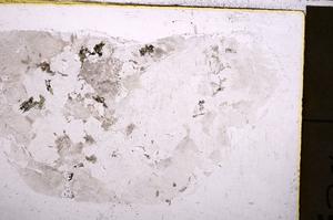 Plane Polarized, E40558