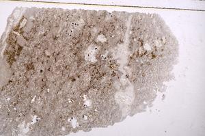 Plane Polarized, E40640