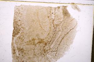 Plane Polarized, E40653
