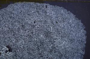 Cross Polarized, E40724