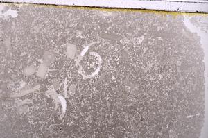 Plane Polarized, E40927