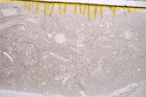 Plane Polarized, E41057