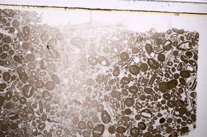 Plane Polarized, E41252