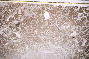 Plane Polarized, E41268