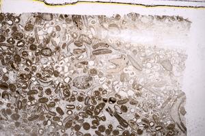 Plane Polarized, E41282